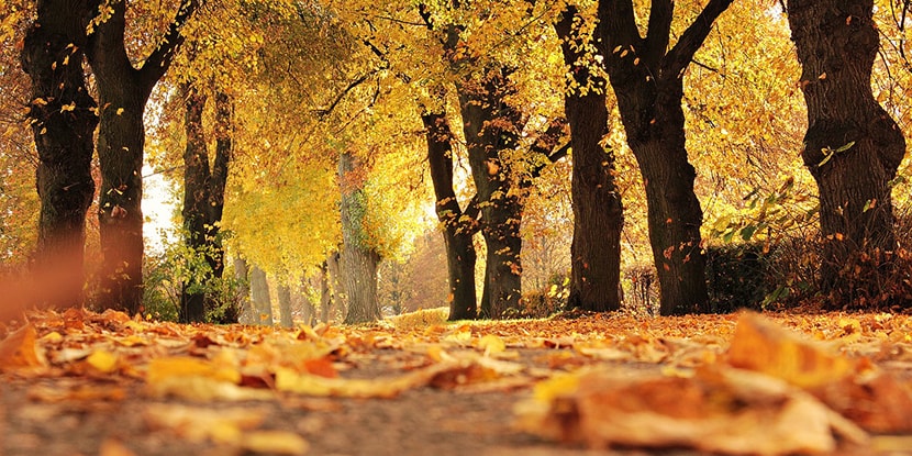 A Natural Approach to the Flu