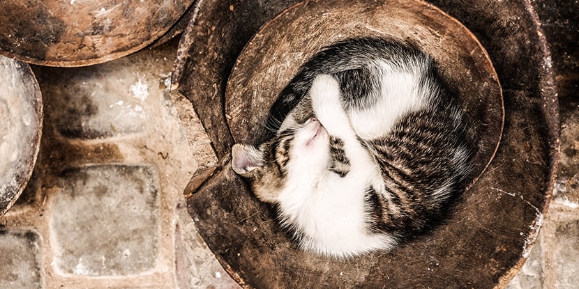 Sleep: the best prescription for optimal health